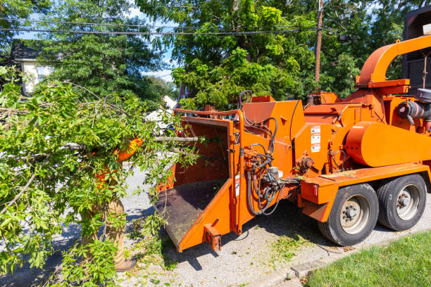 Tree Branch Trimming in Woodlawn, MD